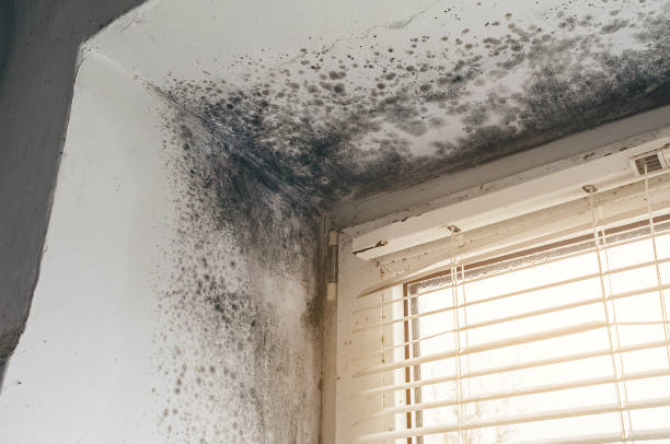 Trusted Attic Mold Removal service in Fairfax Station, VA - Cheap Mold Removal